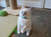 Beautiful GCCF Registered Ragdoll Kittens.