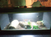 Corn snake for sale with viv