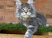 Maine Coon