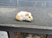 Female guinea pigs