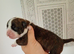 English bulldog cross Staffordshire bull terrier
