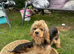 F1 B cavapoo puppies