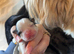 Lhasa apso X shih tzu puppies