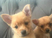 Beautiful puppy’s 2 left