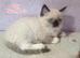 Ragdoll Kittens Looking for Loving Homes