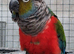 Beautiful Semi Tame Crimson Bellied/Scarlet breasted DNA sexed male
