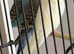 Baby budgies