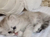 Pure chinchilla Persian