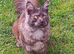 Pedigree Maine Coon boy in Manchester