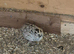 Snowflake bob white quails
