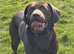 Chunky show type Labrador pups from kc reg and health tested parents 1 girl 2 boys left