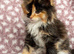 Maine coon Kittens