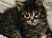 Turkish angora cross kittens