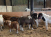 Adorable shetland foals
