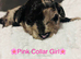Beautiful F1B Cavapoo Puppies