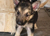 Black,Sable and white german sheherd pups