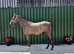 Quality Irish Sports Horse Grey Mare