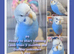 Beautifully Coloured Baby Budgies for pets from &pound;50