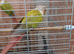 Conure
