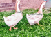 Pair Buff African Geese