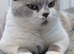 Stunning British short hair kittens