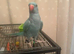 Beautiful tame ringneck for sale
