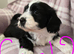 Tibetan Terrier puppies