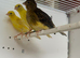 Young Fife canary