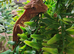 Crested gecko