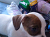 Dashound X jack Russell
