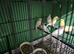 7 rylanders canaries