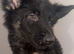 German shepherd puppy