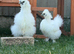 Silkie chickens