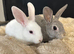 Mini Rex cross 2 boys available