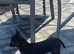 2 male toy chihuahua puppies left ready to leave now