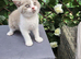Full Britishshort kittens olny 1 boy ready now