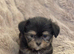 Gorgeous Shorkie Puppies Vaccinated &Microchipped