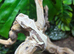 Lily White Crested Geckos at Birmingham Reptiles