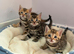 Stunning Bengal Kittens – Reserve Now!