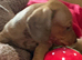 5 kc reg mini dachshunds for sale