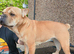 Looking to rehome our 3 year old frenchie pei bambi