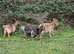 2 female pygmy goats 1 Guernsey female