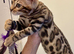Gorgeous! One of the Kind Bengal Baby!