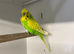 Budgies