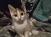 Calico female