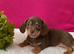Gorgeous Chiweenie Puppies - Ready Now