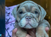 Lilac and tan English bulldog puppy