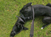 Rehome only