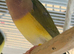 Gouildian finch female available young