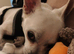Sweet boy Chihuahua ready for rehome
